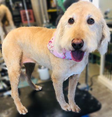 Michelle's Compassionate Grooming