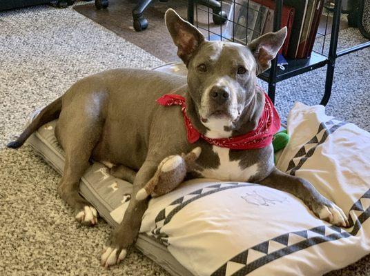 Fetch Specialty & Emergency Veterinary Centers