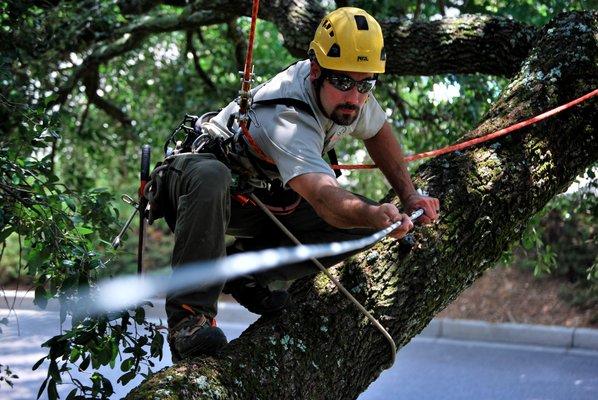 Sox & Freeman Tree Expert Co