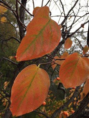 Persimmon tree