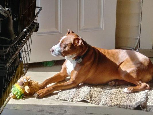 DogWatch of Northern Kentucky