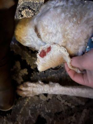 Classy Canines Pet Sitting and Grooming