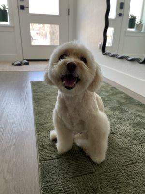 Dorothy's K9 Grooming