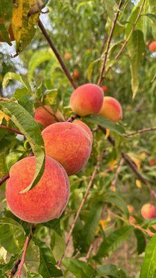 Bob Wells Nursery at Sorelle Farms