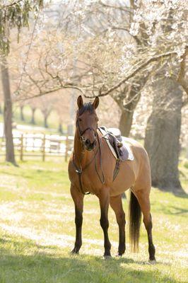 Adrienne Morella Photography