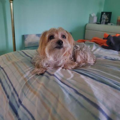 Angel's Paws Pet Care Services