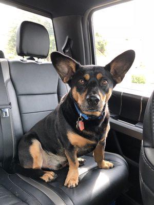 Rufus going to work! Come visit us!