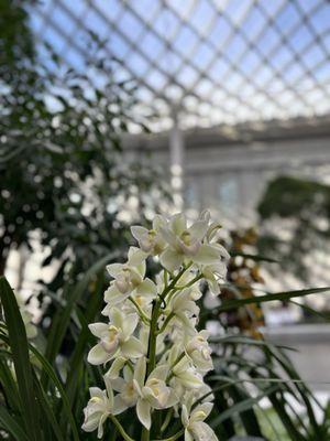 Orchid exhibit