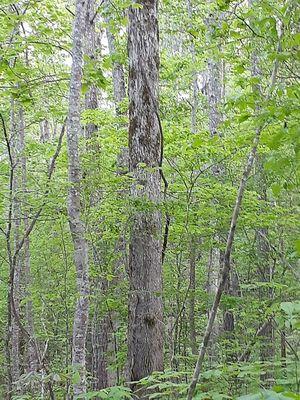 Argo Forest Products