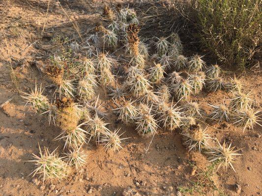 black volcano scenic overlook