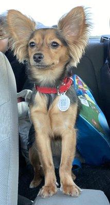 JungleLife Animal Hospital