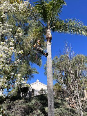 Scotty's Palm Tree Trimming