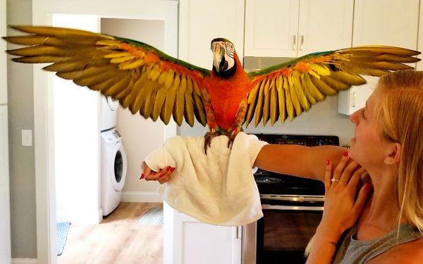 Krista's Dog Walking & Pet Sitting