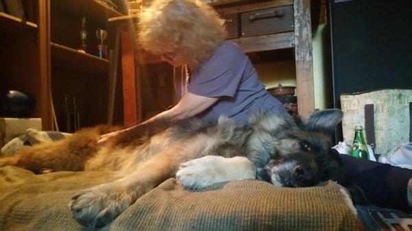 Heart and Hands Dog Massage