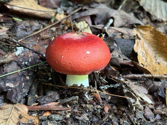 Carolina Bound Adventures