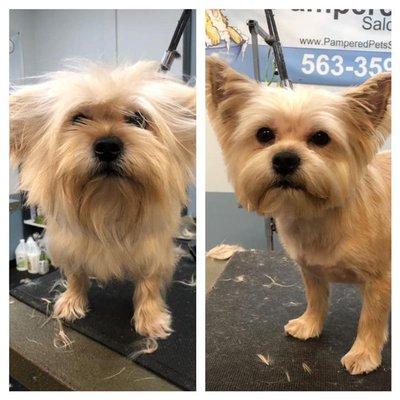 Pampered Pets Salon & Spa