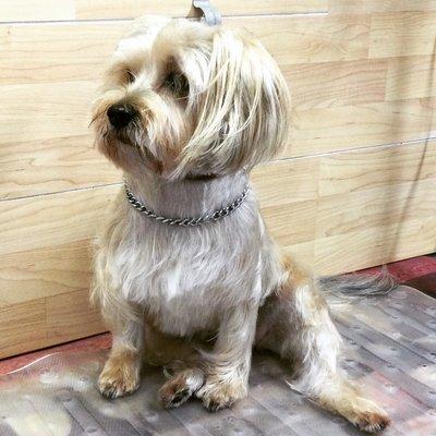 Roxie's Dog Grooming