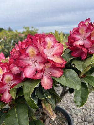 Oregon Rhododendrons