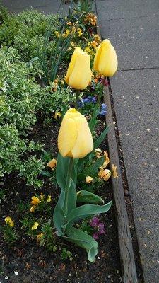 Bright and cheerful tulips and pansies keep me hoping for equally bright and cheerful days ahead!