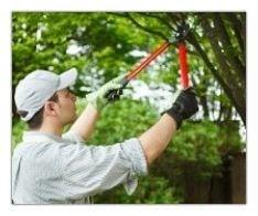 Rodney's Tree Service