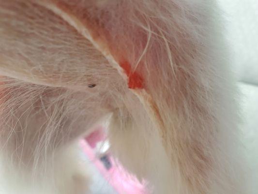 This is one of her many cuts from the clippers