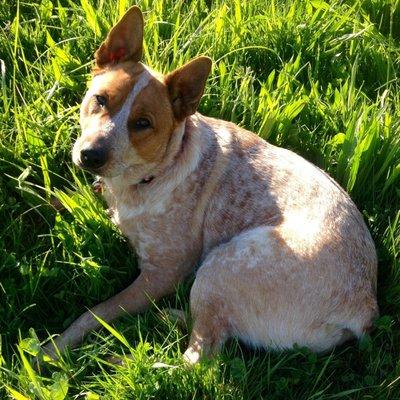 My red heeler is very comfortable when coming to Dill Animal Hospital!