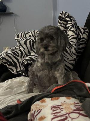 La Bella after going to The Barking Lot