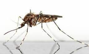 Pest Control Tips