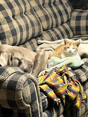 Groot and Prince Cat