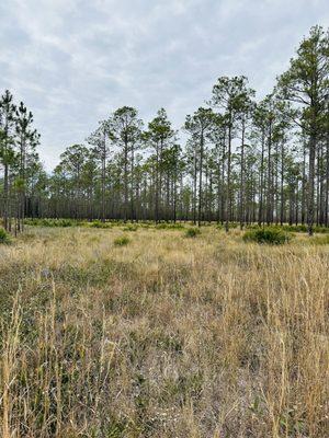 Branan Field Wildlife & Environmental Area