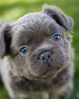 Serene Valley Frenchies