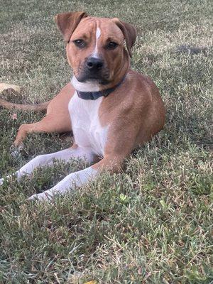 Dawg House of Biloxi