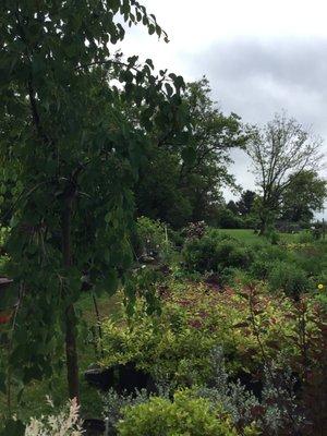 Maple Hill Nursery and Landscaping