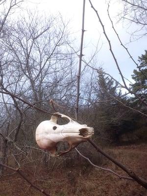 Sound Avenue Nature Preserve