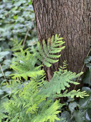 Laguna Honda Community Trails
