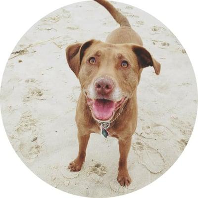 The Happy Tail