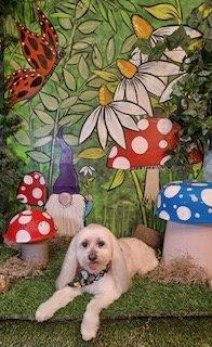 Bacardi turns 17 on 11/1.