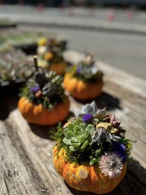 Little Green A Plant Bar