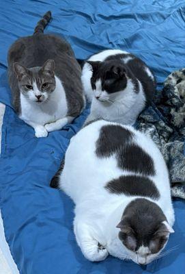 Faithful Friends Animal Hospital