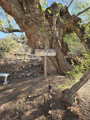 Our founders tree, located on the edge of Hardt Creek. Offering a great shaded space to rest and relax.