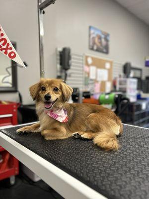 Dog Wash Cafe Pet Spa