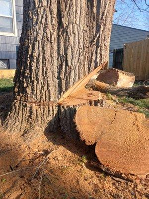 Tree Monkey Tree Service