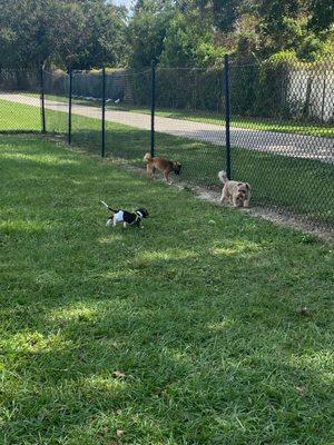 Dogs playing in the small dog fenced-in area.