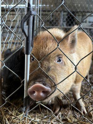 R & B Pleasant Hill Farms