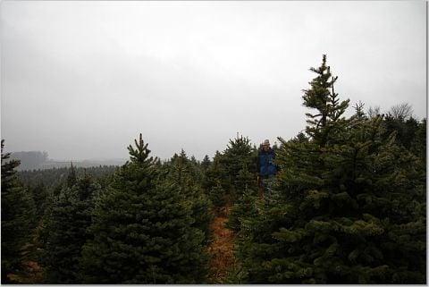 Renick's Tree Farm