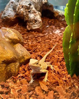 LLLReptile & Supply Co