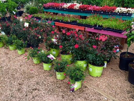 We have a full section of Knock Out and Drift Roses!