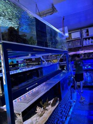Selection of saltwater fish and freshwater fish