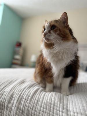 Grateful Companion Pet Care