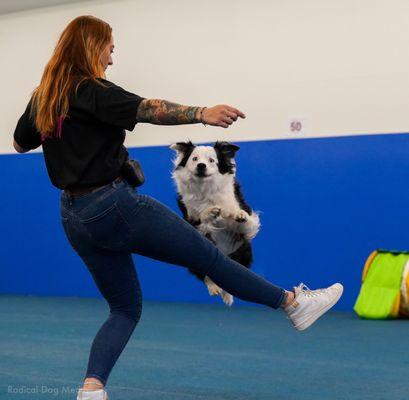 Journey Agility Dog Training & Behavior